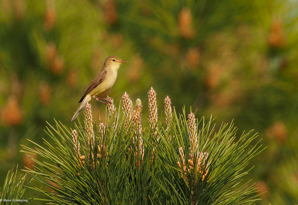 ORPHEUSSPÖTTER, MELODIOUS WARBLER, HIPPOLAIS POLYGLOTTA