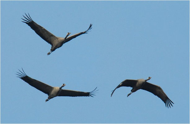 KRANICH, CRANE, GRUS GRUS