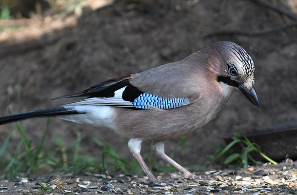 EICHELHÄHER, JAY, GARRULUS GLANDARIUS