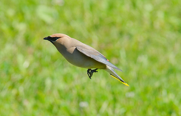 Zedernseidenschwanz - Cedar Waxwing (Bombycilla cedrorum