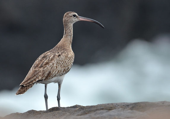 REGENBRACHVOGEL, WHIMBREL, NUMENIUS PHAEOPUS