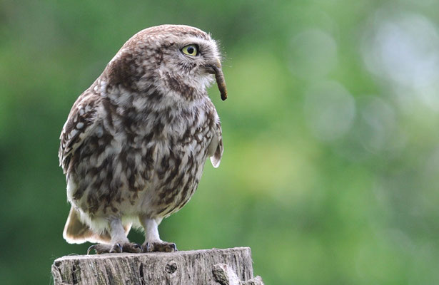 STEINKAUZ, LITTLE OWL , ATHENE NOCTUA