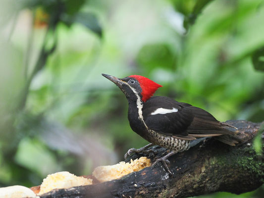 LINIENSPECHT, LINEATED WOODPECKER - DRYOCOPUS LINEATUS