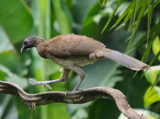 GRAUKOPFCHACHALACA, GRAY-HEADED CHACHALACA, ORTALIS CINEREICEPS