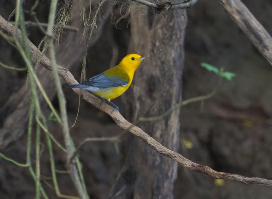 ZITRONENWALDSÄNGER, PROTHONOTARY WARBLER, PROTONOTARIA CITREA