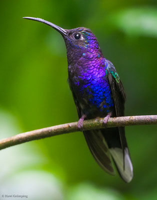 VIOLETTDEGENFLÜGEL, VIOLET SABREWING, CAMPYLOPTERUS HEMILEUCURUS