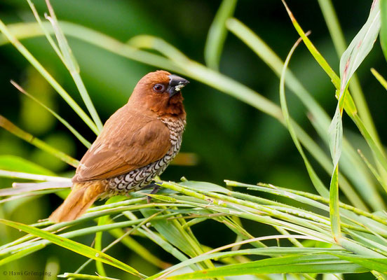 MUSKATFINK, SCALY-BREASTED MUNIA, LONCHURA PUNCTULATA