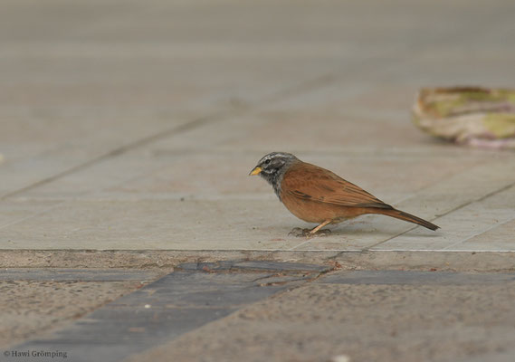 HAUSAMMER, HOUSE BUNTING, EMBERIZA SAHARI