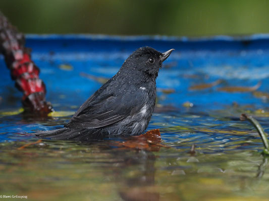 SCHIEFERHAKENSCHNABEL, WHITE-SIDED FLOWERPIERCER - DIGLOSSA ALBILATERA