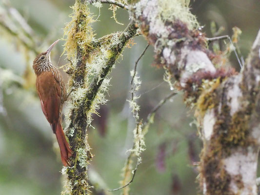 Bergwald-Baumsteiger, Montane Woodcreeper - Lepidocolaptes lacrymiger