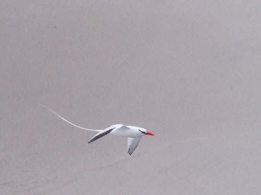 Rotschnabel-Tropikvogel, Red-billed Tropicbird - phaeton aethereus