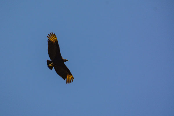 RABENGEIER, BLACK VULTURE - CORAGYPS ATRATUS