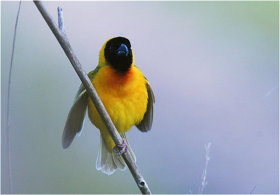 SCHWARZKOPFWEBER, BLACK-HEADED WEAVER, PLOCEUS MELANOCEPHALES