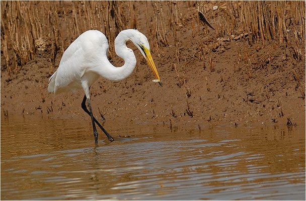 SILBERREIHER, GREAT WHITE EGRET, EGRETTA ALBA