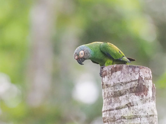 Braunkopfsittich, Dusky-headed Parakeet - Aratinga weddellii