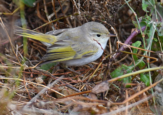 BERGLAUBSÄNGER, WESTERN BONELLI´S WARBLER, PHYLLOSCOPUS BONELLI