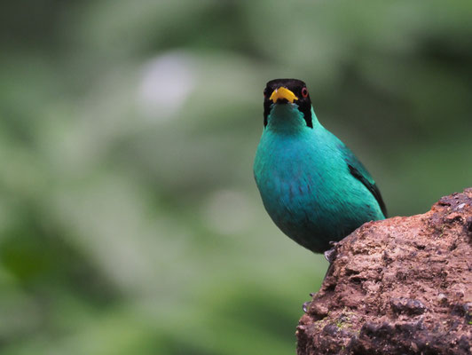 KAPPENNASCHVOGEL, GREEN HONEYCREEPER, CHLOROPHANES SPIZA
