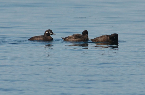 KRAGENENTE, HARLEQUIN DUCK, HISTRIONICUS HISTRIONICUS