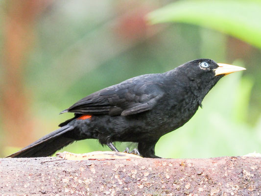 Scharlachbürzelkassike, scarlet-rumped cacique - cacicus uropygialis