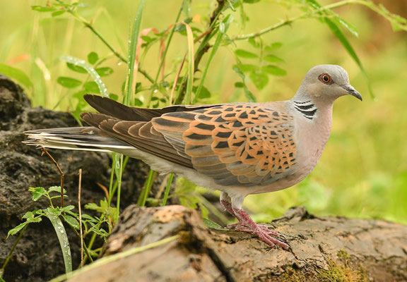 TURTELTAUBE, TURTLE DOVE, STREPTOPELIA TURTUR