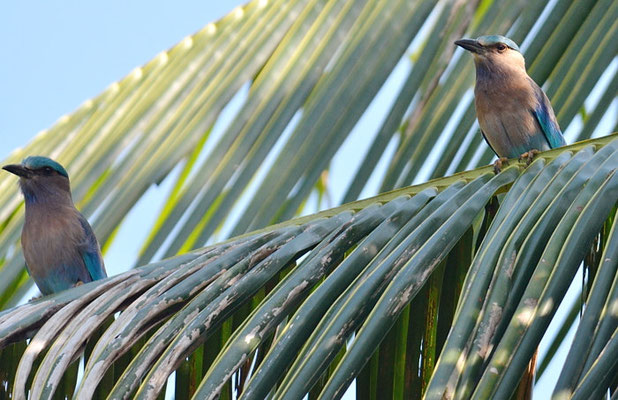 HINDURACKE, INDIAN ROLLER, CORACIAS BENGHALENSIS