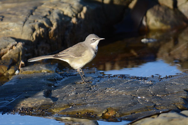 KAPSTELZE, CAPE WAGTAIL, MOTACILLA CAPENSIS