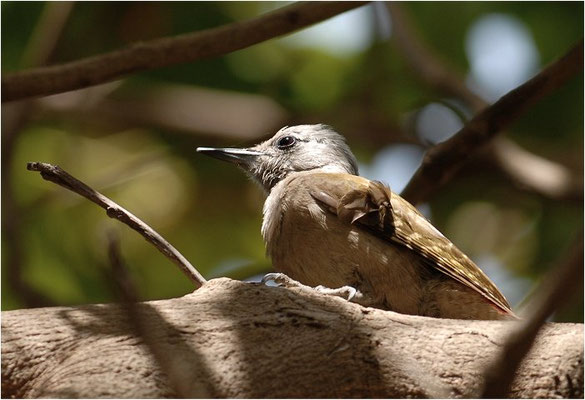 GRAUBRUSTSPECHT, GREY WOODPECKER, DENDROPICUS GOERTAE