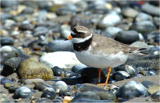 SANDREGENPFEIFER, RINGED PLOVER, CHARADRIUS HIATICULA