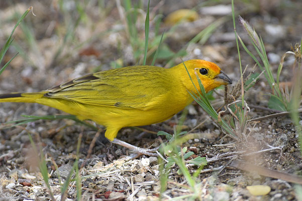 SAFRANAMMER, SAFFRON FINCH, SICALIS FLAVEOLA