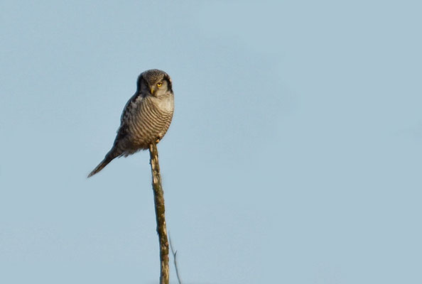 SPERBEREULE, HAWK OWL, SURNIA ULULA
