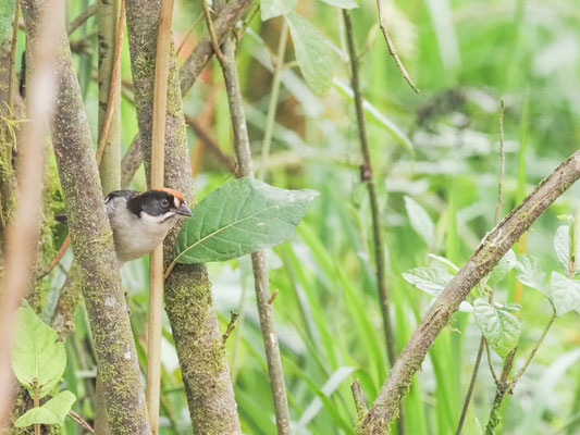 Spiegelbuschammer, White-winged Brush-Finch - Atlapetes leucopterus