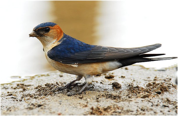 RÖTELSCHWALBE, RED-RUMPED SWALLOW, CECROPIS DAURICA