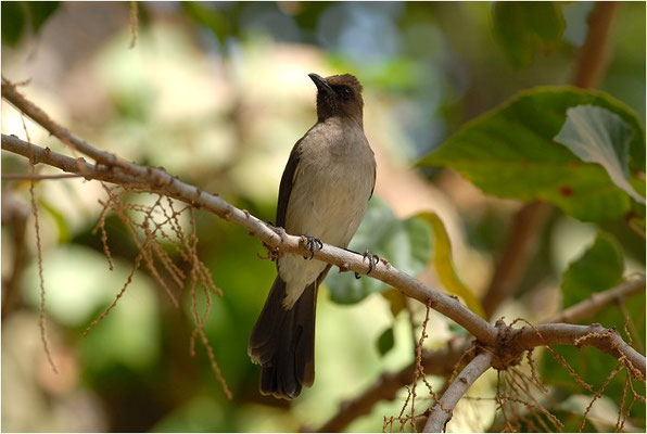 GRAUBÜLBÜL, COMMON BULBUL, PYCNONOTUS BARBATUS