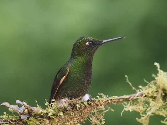 FAHLSCHWANZKOLIBRI, BUFF-TAILED CORONET - BOISSONNEAUA FLAVESCENS