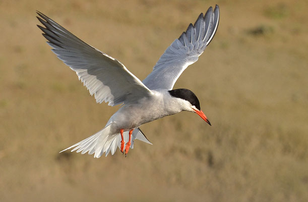 FLUSSSEESCHWALBE, COMMON TERN, STERNA HIRUNDO