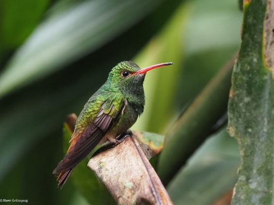 BRAUNSCHWANZAMAZILIE, RUFOUS-TAILED AMAZILIA - AMAZILIA TZACATL