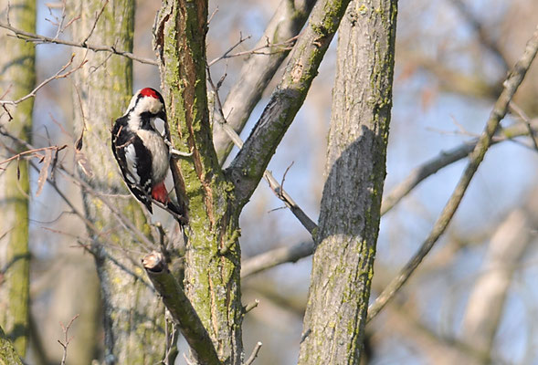 BLUTSPECHT, SYRIAN WOODPECKER, DENDROCOPUS SYRIACUS