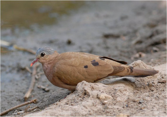 STAHLFLECKTAUBE, BLUE-SPOTTED WOOD DOVE, TURTUR AFER