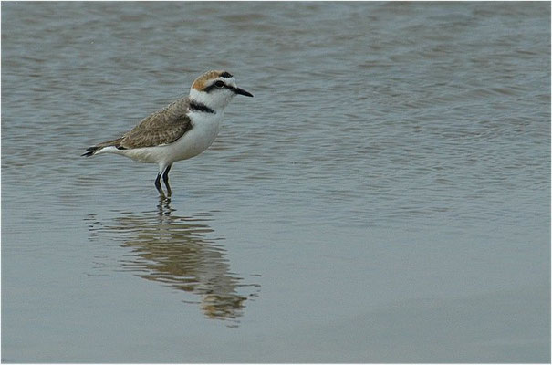 SEEREGENPFEIFER, KENTISH PLOVER, CHARADRIUS ALEXANDRINUS