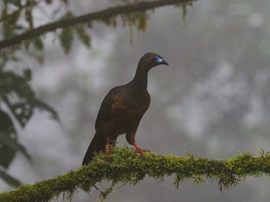 SICHELGUAN, SICKLE-WINGED GUAN - CHAMAEPETES GOUDOTII