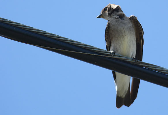 NÖRDLICHE RAUFLÜGELSCHWALBE, NORTHERN ROUGH-WINGED SWALLOW, STELGIDOPTERYX SERRIPENNIS