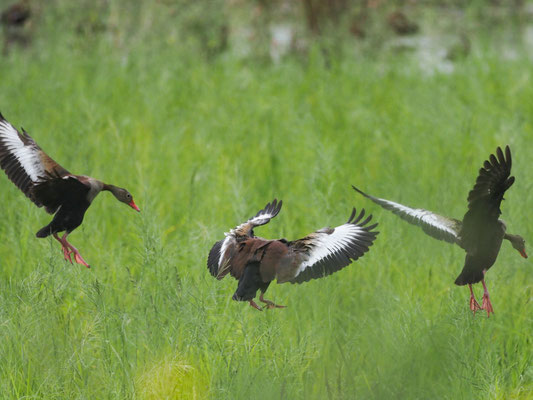 HERBSTPFEIFGANS, BLACK-BELLIED WHISTLING-DUCK - DENDROCYGNA AUTUMNALIS