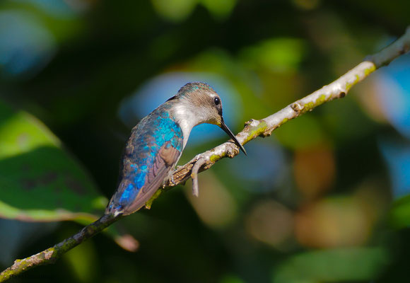 Bienenelfe, bee hummingbird, melisuga helenae