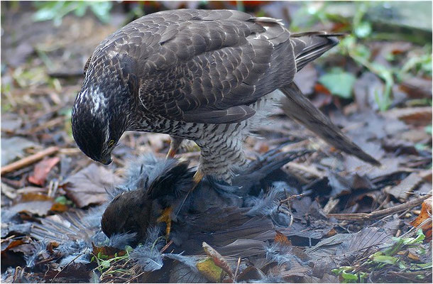 SPERBER, SPARROWHAWK, ACCIPITER NISUS