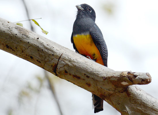 VEILCHENTROGON, VIOLACEOUS TROGON, TROGON VIOLACEUS