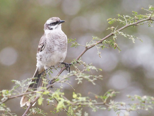 Langschwanz-Spottdrossel, Long-tailed Mockingbird - Mimus longicaudatus
