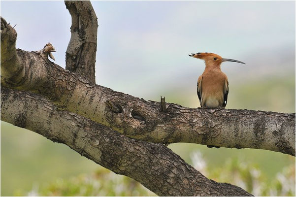 WIEDEHOPF, HOOPOE, UPUPA EPOPS