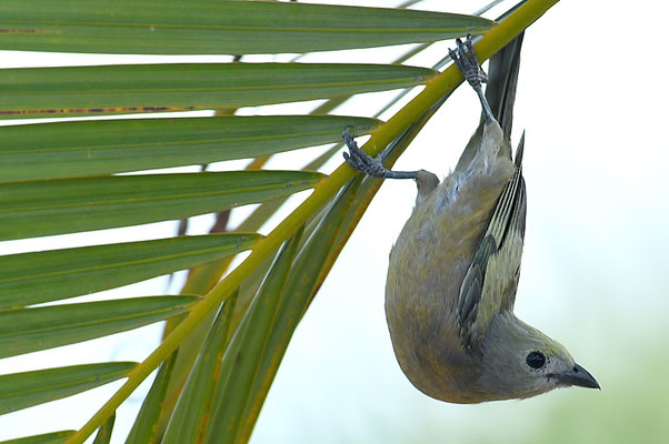 PALMENTANGARE, PALM TANAGER, THRAUPIS PALMARUM