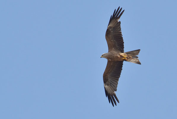 SCHWARZMILAN, BLACK KITE, MILVUS MIGRANS