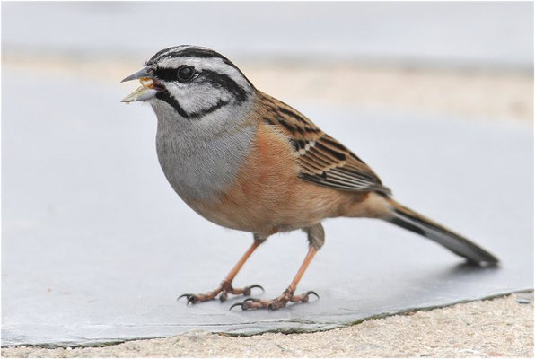 ZIPPAMMER, ROCK BUNTING, EMBERIZA CIA